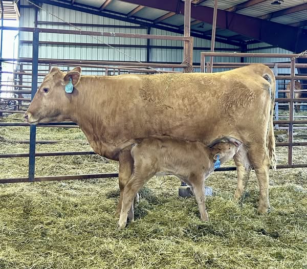 Akaushi Cow/ Calf pair